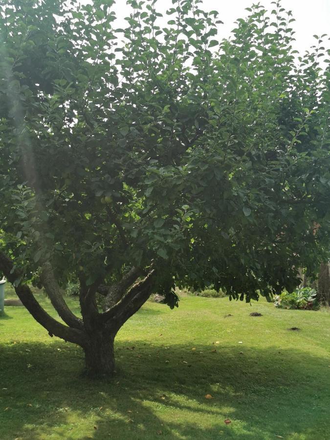 Pension Zum Park Goldberg Kültér fotó